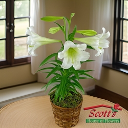 <b>Easter Lilies</b> from Scott's House of Flowers in Lawton, OK