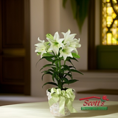 Easter Lily Plant from Scott's House of Flowers in Lawton, OK