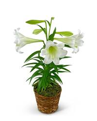 Easter Lily Plant in Basket from Scott's House of Flowers in Lawton, OK