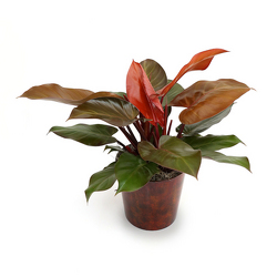 <b>Hybrid Philodendron</b> from Scott's House of Flowers in Lawton, OK