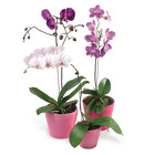 Orchid Plants