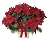 Poinsettia Baskets