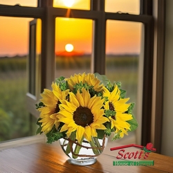 Sunny Sunflowers from Scott's House of Flowers in Lawton, OK