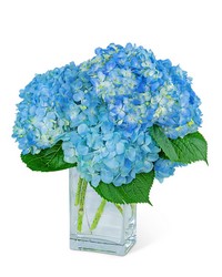 Hydrangeas In Blue from Scott's House of Flowers in Lawton, OK