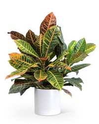 Croton Petra Plant from Scott's House of Flowers in Lawton, OK