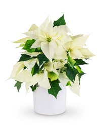 White Poinsettia Plant Coming Soon! from Scott's House of Flowers in Lawton, OK