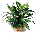 Exotic Assortment Planter