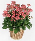 Kalanchoe