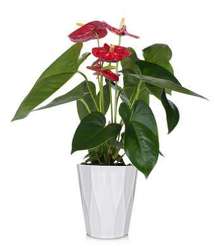 <b>Anthurium Plant</b> from Scott's House of Flowers in Lawton, OK