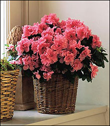 Azaleas