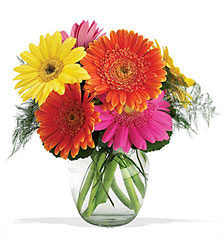 <b>Fiesta Gerberas</b>
