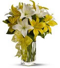 Sunshine Lilies