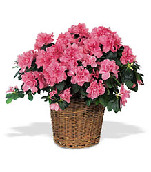 Azaleas