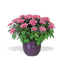Lavender Chrysanthemum