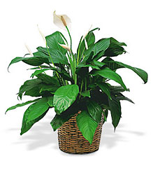 <b>Peace Lily</b> from Scott's House of Flowers in Lawton, OK