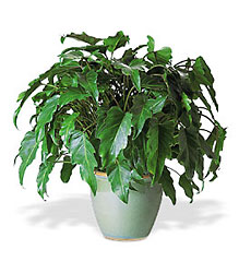 <b>Xanadu Philodendron</b> from Scott's House of Flowers in Lawton, OK