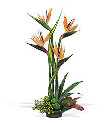 Bird of Paradise from Scott's House of Flowers in Lawton, OK