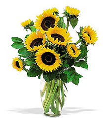 <b>Shining Sunflowers</b> from Scott's House of Flowers in Lawton, OK