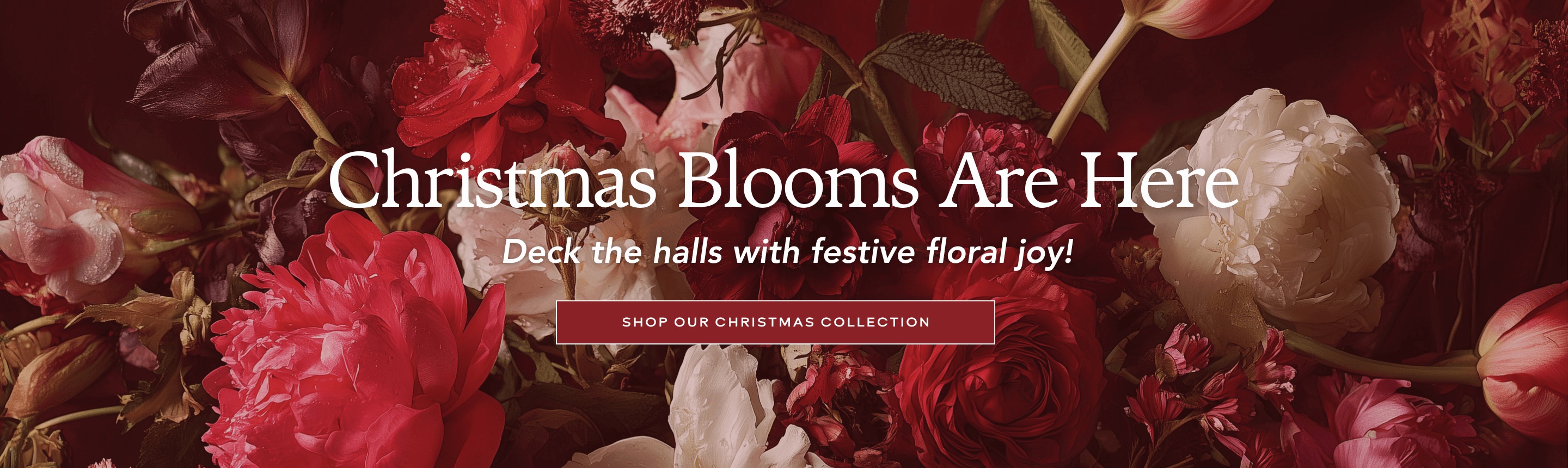 Christmas blooms are here. Shop our Christmas Collection Here.
