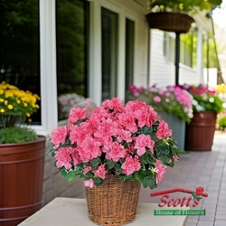 Azalea Plant from Scott's House of Flowers in Lawton, OK