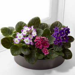 <b>African Violet Trio</b> from Scott's House of Flowers in Lawton, OK