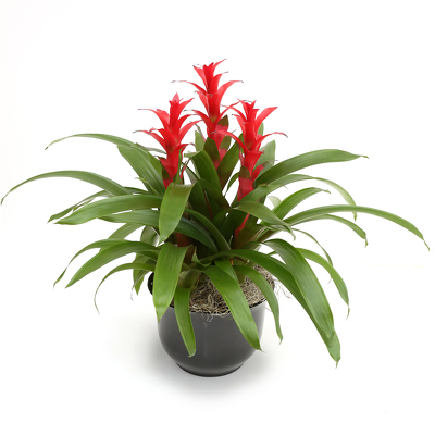 <b>Bromeliad Trios</b> from Scott's House of Flowers in Lawton, OK