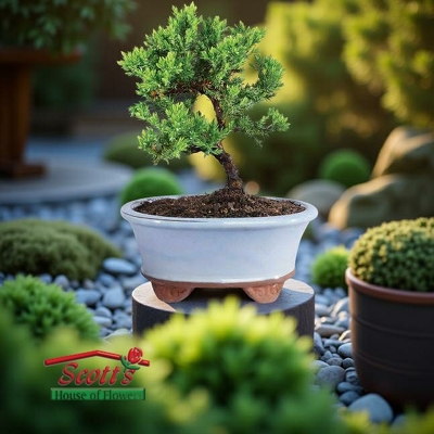Juniper Procumbens Nana Bonsai from Scott's House of Flowers in Lawton, OK