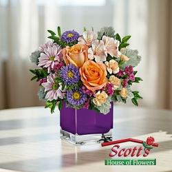 Brilliant Purple  from Scott's House of Flowers in Lawton, OK
