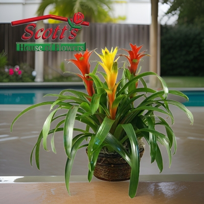 <b>Bromeliad Trios</b> from Scott's House of Flowers in Lawton, OK