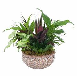 Ceramic Dish Garden from Scott's House of Flowers in Lawton, OK