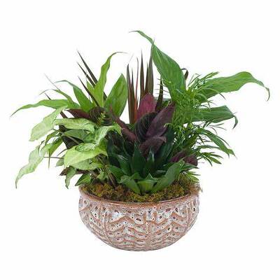 Ceramic Dish Garden from Scott's House of Flowers in Lawton, OK
