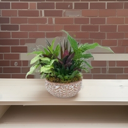 Ceramic Dish Garden from Scott's House of Flowers in Lawton, OK