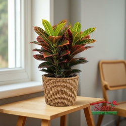 Croton Plant from Scott's House of Flowers in Lawton, OK