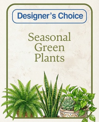 Designer's Choice - Green Plant from Scott's House of Flowers in Lawton, OK