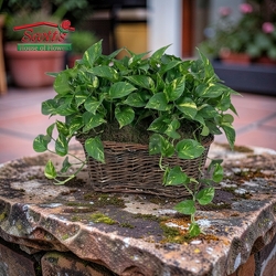 Double Pothos Ivy Plants from Scott's House of Flowers in Lawton, OK