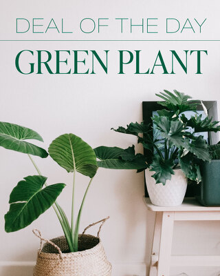 Green Plant Deal of the Day from Scott's House of Flowers in Lawton, OK