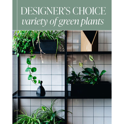 Designer's Choice - Green Plant from Scott's House of Flowers in Lawton, OK