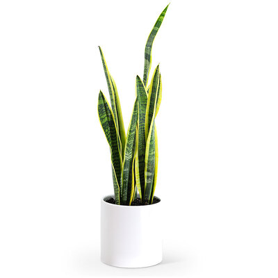 Sansevieria Plant from Scott's House of Flowers in Lawton, OK