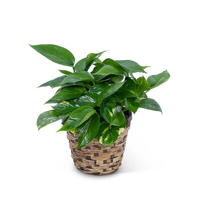 Pothos Plant  from Scott's House of Flowers in Lawton, OK