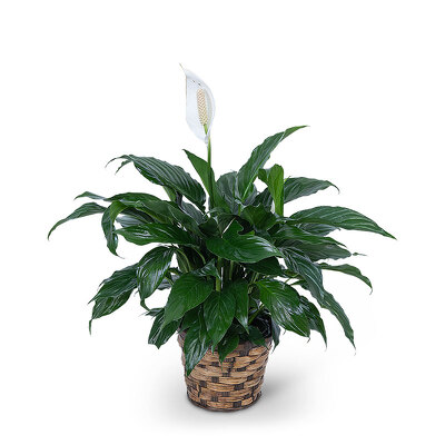 Peace Lily Plant from Scott's House of Flowers in Lawton, OK