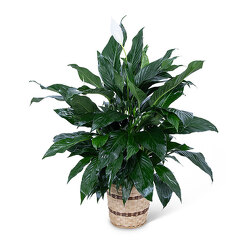Medium Peace Lily Plant from Scott's House of Flowers in Lawton, OK
