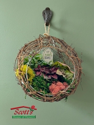 Grapevine Hanging Plant Scape from Scott's House of Flowers in Lawton, OK