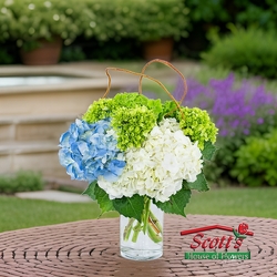 Hydrangea Perfection from Scott's House of Flowers in Lawton, OK