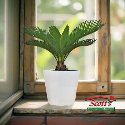 King Sago Plant from Scott's House of Flowers in Lawton, OK