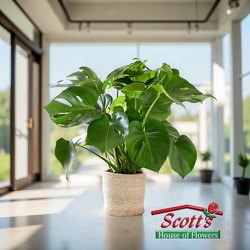 Monstera Plant from Scott's House of Flowers in Lawton, OK