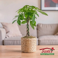 Money Tree  from Scott's House of Flowers in Lawton, OK