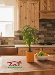 Money Tree  from Scott's House of Flowers in Lawton, OK