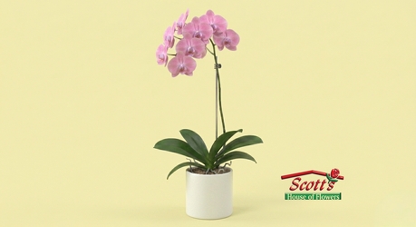 Orchid     from Scott's House of Flowers in Lawton, OK