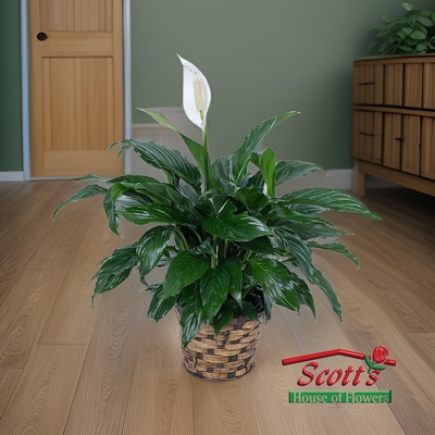 Peace Lily Plant from Scott's House of Flowers in Lawton, OK
