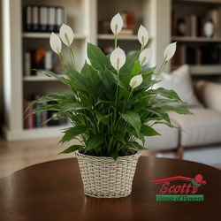 Peace Lily Plant from Scott's House of Flowers in Lawton, OK